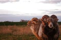 Two bighorned rams in a pasture