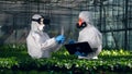 Two biologists work in a greenhouse, using VR glasses and laptop.