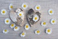 Two birch bark hearts lie against a light-coloured wooden background. Many daisies are scattered around both hearts Royalty Free Stock Photo