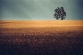 Two birch trees in golden wheat fields Royalty Free Stock Photo