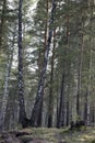 Two birch trees grow among the pine forest Royalty Free Stock Photo