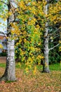 Two birch truncks with autumn fall colors green and yellow leaves with fallen leaves on the ground