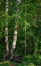 Two birch trunks close to each other in the forest with some tires underneath Royalty Free Stock Photo