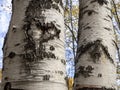 Two birch trunks grow side by side. Birch bark texture. Template for your design. Royalty Free Stock Photo