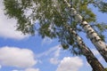 Two birches (Betula pendula)