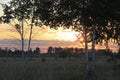 Birch trees on the background of the rising sun. Royalty Free Stock Photo