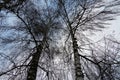 Two birches in winter an upward view in the crowns, the trunks of the trees are interlocking.