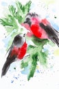 Two bird bullfinch sitting on a snowy branch of the Christmas tree. Watercolor illustration