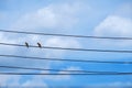 Two bird on cable electric line. bird dove standing perched on