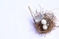 two bird eggs and a feather in nest on white background , isolated Royalty Free Stock Photo