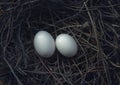 Two bird eggs in hatching nest