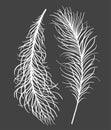 Two bird feather on a gray background - hand painting illustration