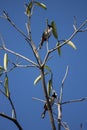 Two Bird on  green tree Royalty Free Stock Photo