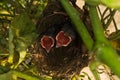 Two bird kittens are waiting for food. Royalty Free Stock Photo