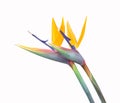 Two bird of paradise flowers touching isolated on a white background Royalty Free Stock Photo
