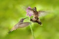 Two bird with pink flower. Hummingbird Brown Violet-ear, Colibri delphinae, bird flying next to beautiful violet bloom, nice flowe