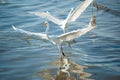 Two bird reflec in water