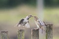 Two bird sparrows on an old wooden fence