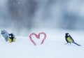 Two bird Tits flew to sweet candy lollipops in the form of hearts in the snow on a festive Valentine`s day