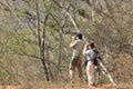 Two birders studying bird behavior in a tropical forest