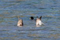 Two birds adventurously diving and hunt fishing in water