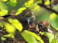 Two Birds In Bird`s Nest, Baby Bird With Mother Portrait