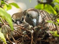 Two Birds In Bird`s Nest, Baby Bird With Mother Portrait