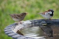 Two Birds at a Birdbath Royalty Free Stock Photo