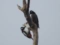 Two birds with black cups are knocking on bare light grey branch.