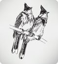 Two birds on the branch, hand drawing, vector illustration