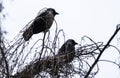 two birds on a branch with one of them looking at the camera Royalty Free Stock Photo