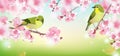 Two birds on a branch of a pink cherry tree Royalty Free Stock Photo