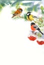 Two birds and bullfinch on the snowy branch