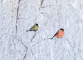 Two birds bullfinch and titmice sit perched on branches covered with white snow in the winter Christmas garden Royalty Free Stock Photo