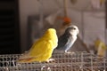 Two birds on cage Royalty Free Stock Photo