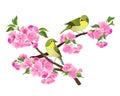 Two birds on a cherry blossom tree