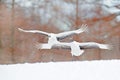 Two birds dancing. Flying White two birds Red-crowned crane, Grus japonensis, with open wing, blue sky with white clouds in backgr Royalty Free Stock Photo