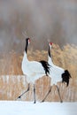 Two birds. Dancing pair of Red-crowned crane with open wing in flight, with snow storm, Hokkaido, Japan. Bird in fly, winter scene