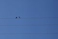 Two birds on an electric wire Royalty Free Stock Photo