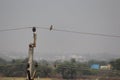 Two birds on electricity wires causal click