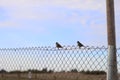 Two birds on a fence looking left on a slightly clouded blue sky