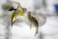 Two birds fighting in flight Royalty Free Stock Photo