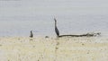 Two birds fighting over territory at the edge of the shore