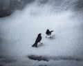 Two birds fighting in snow