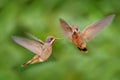 Two birds fly fight. Hummingbird Brown Violet-ear, Colibri delphinae, birds flying in the green tropic forest, Sumaco in Ecuador