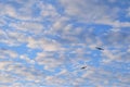 Two birds fly high against the blue sky in the clouds Royalty Free Stock Photo