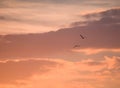 Two birds flying away at sunset time Royalty Free Stock Photo