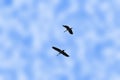 Two birds flying in cloudy blue sky