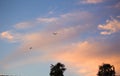 Two birds flying high over some palm trees during sunset Royalty Free Stock Photo