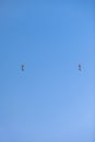 Two Birds Flying SEAGULL Isolated Sky Symbol of Freedom Concept. white seagull in the sky Royalty Free Stock Photo